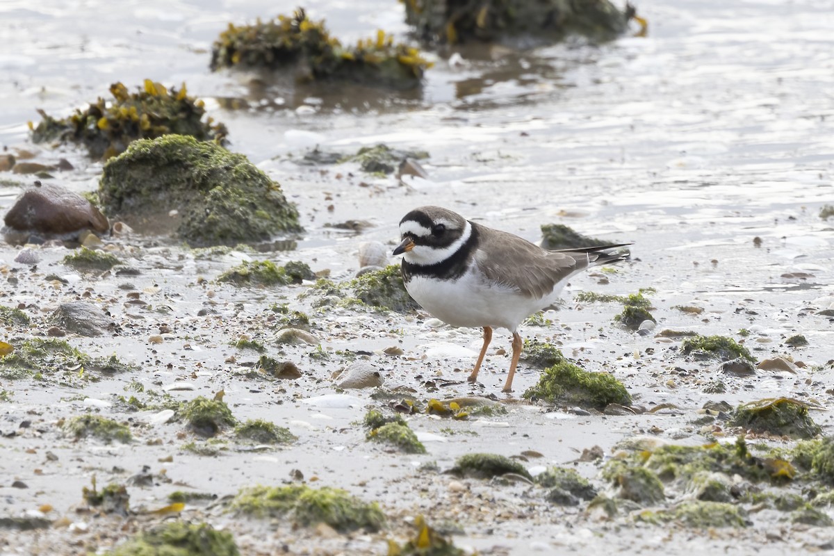 Common Ringed Plover - ML620165857