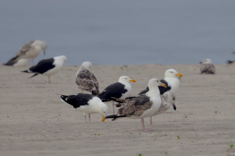 Great Black-backed Gull - ML620165858