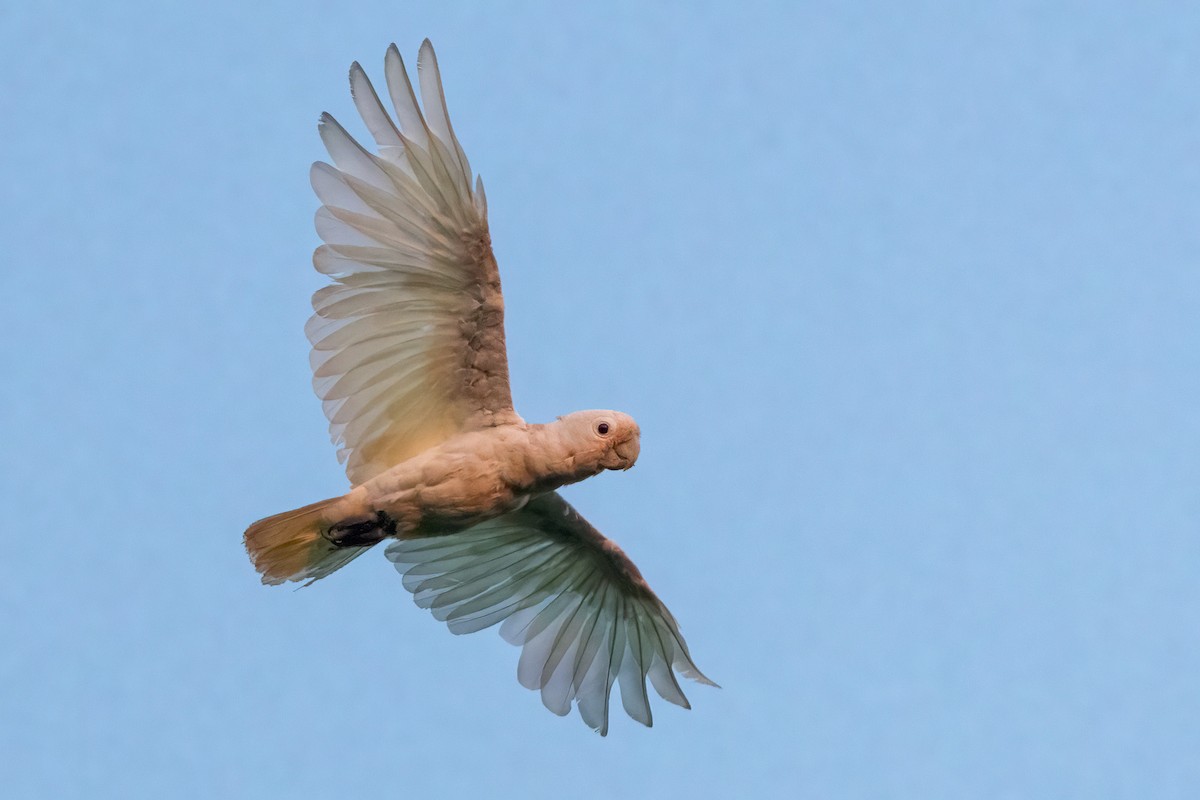 Cacatúa de las Tanimbar - ML620165863