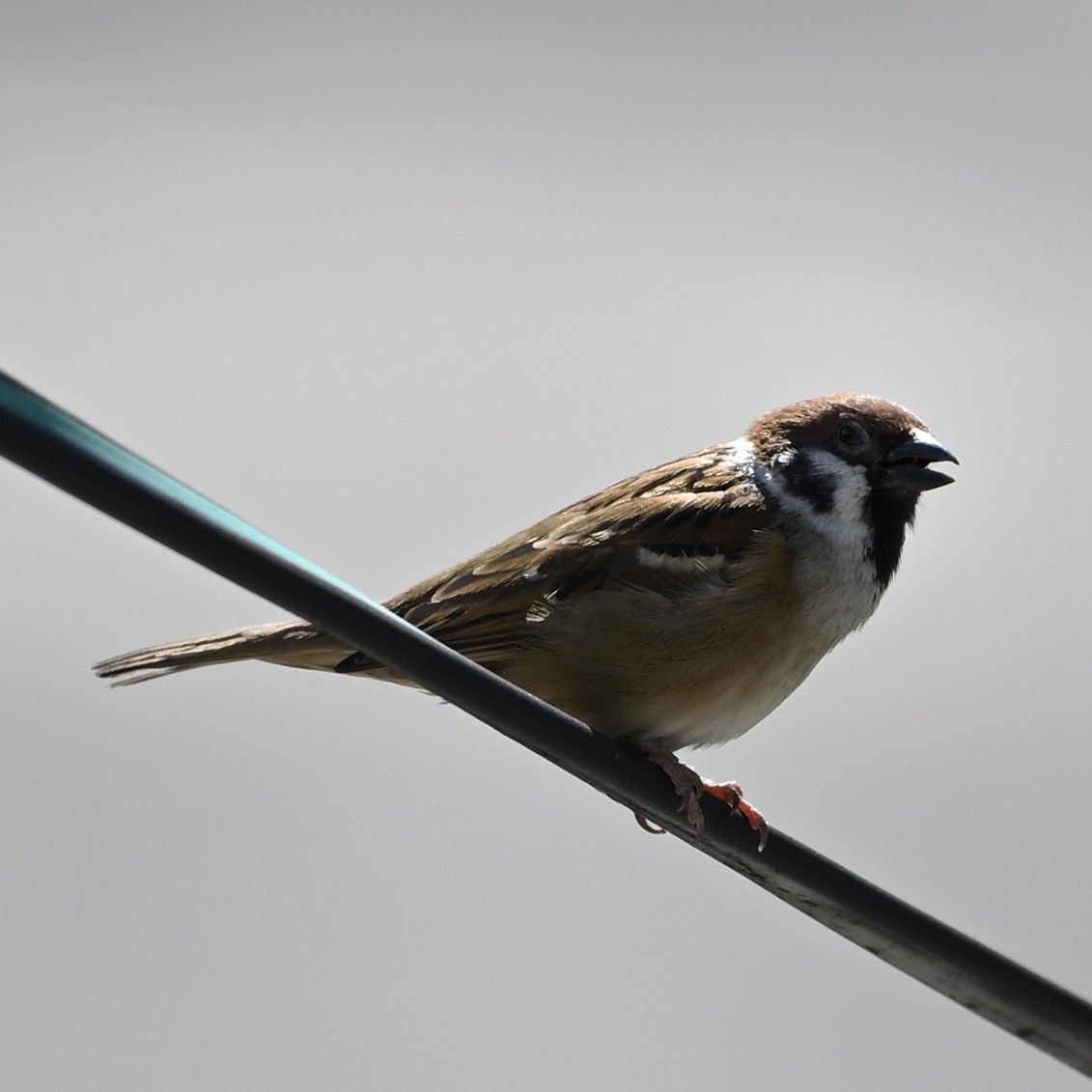 Eurasian Tree Sparrow - ML620165869