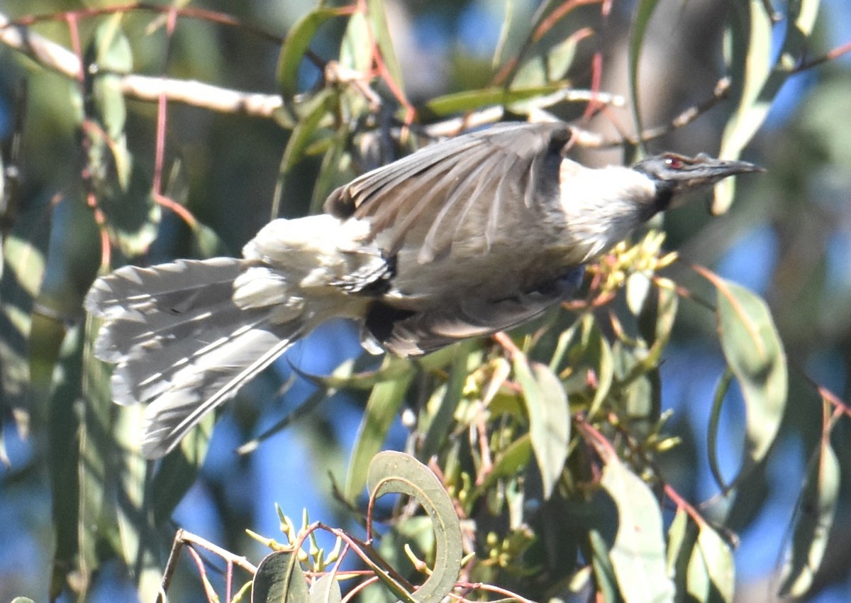 Noisy Friarbird - ML620165871