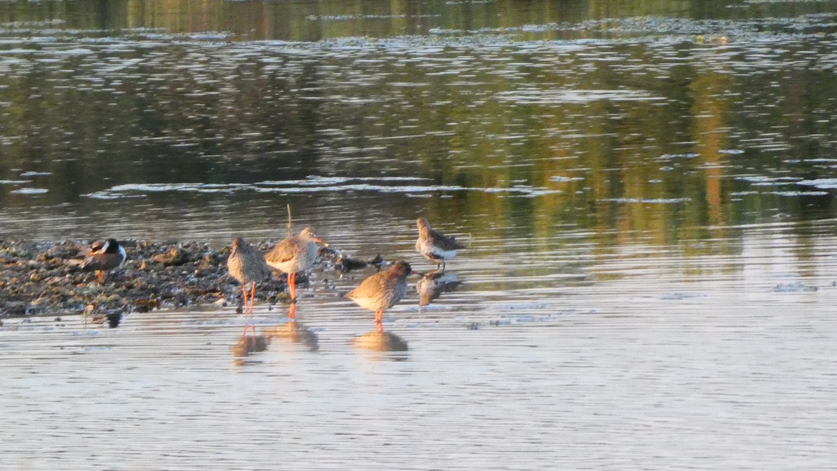 Common Redshank - ML620165874