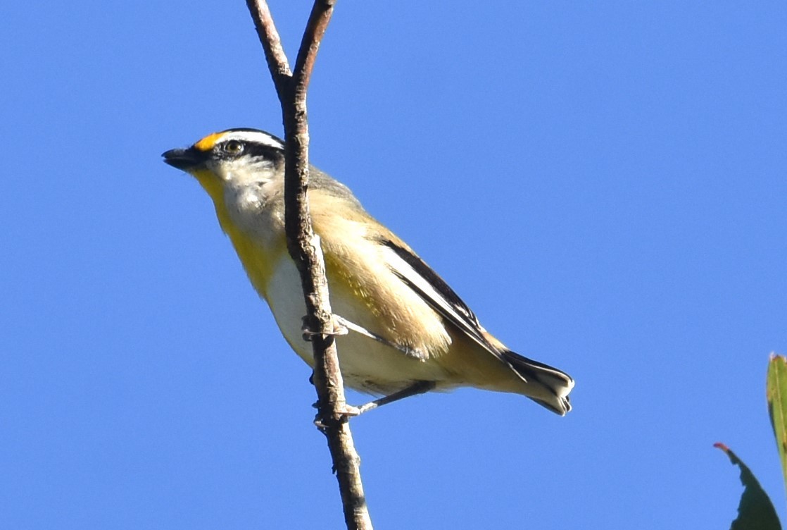 Pardalote Estriado - ML620165900