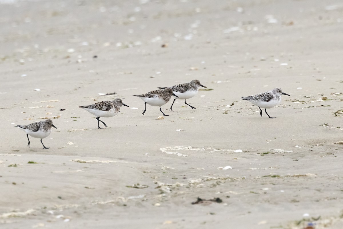 Bécasseau sanderling - ML620165902