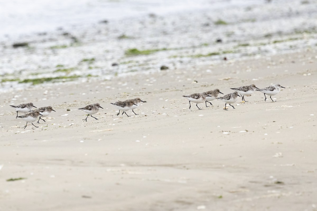 Bécasseau sanderling - ML620165903