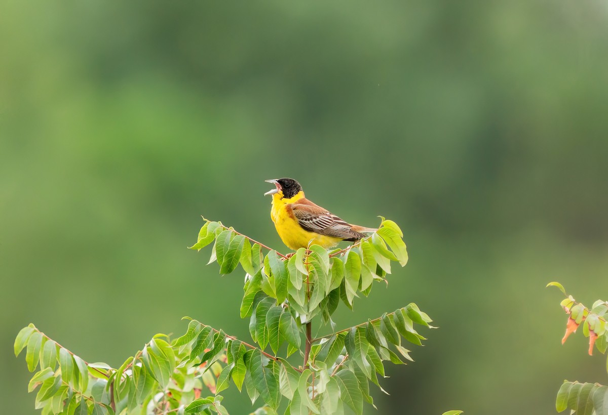 Black-headed Bunting - ML620165905