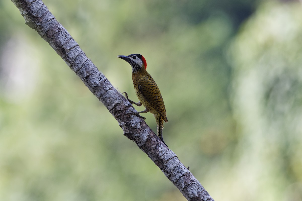 Spot-breasted Woodpecker - ML620165906