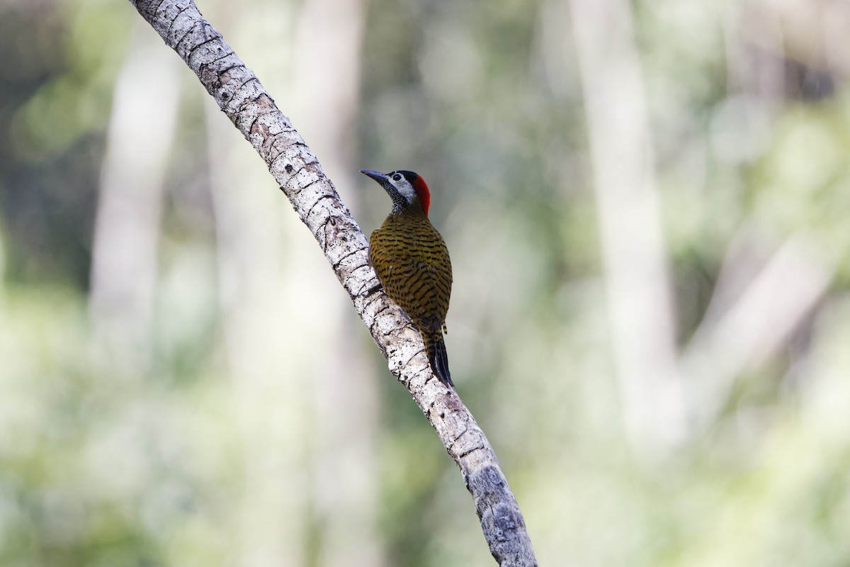 Spot-breasted Woodpecker - ML620165907