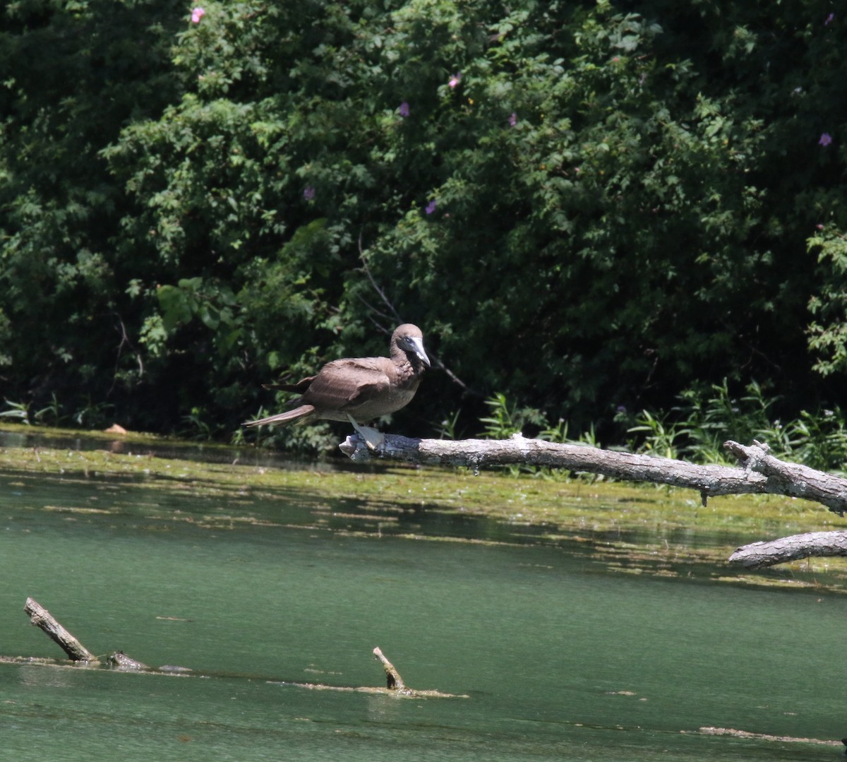 Brown Booby - ML620165924