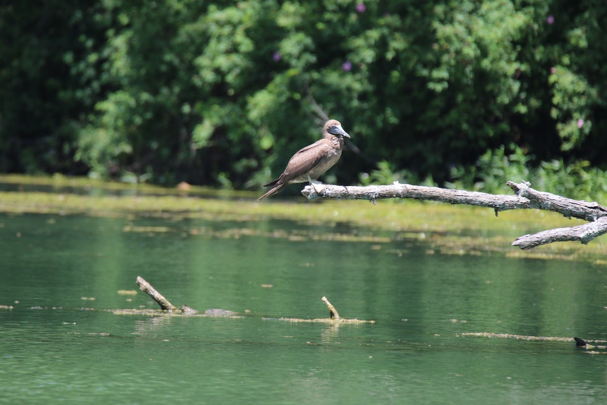 Brown Booby - ML620165929