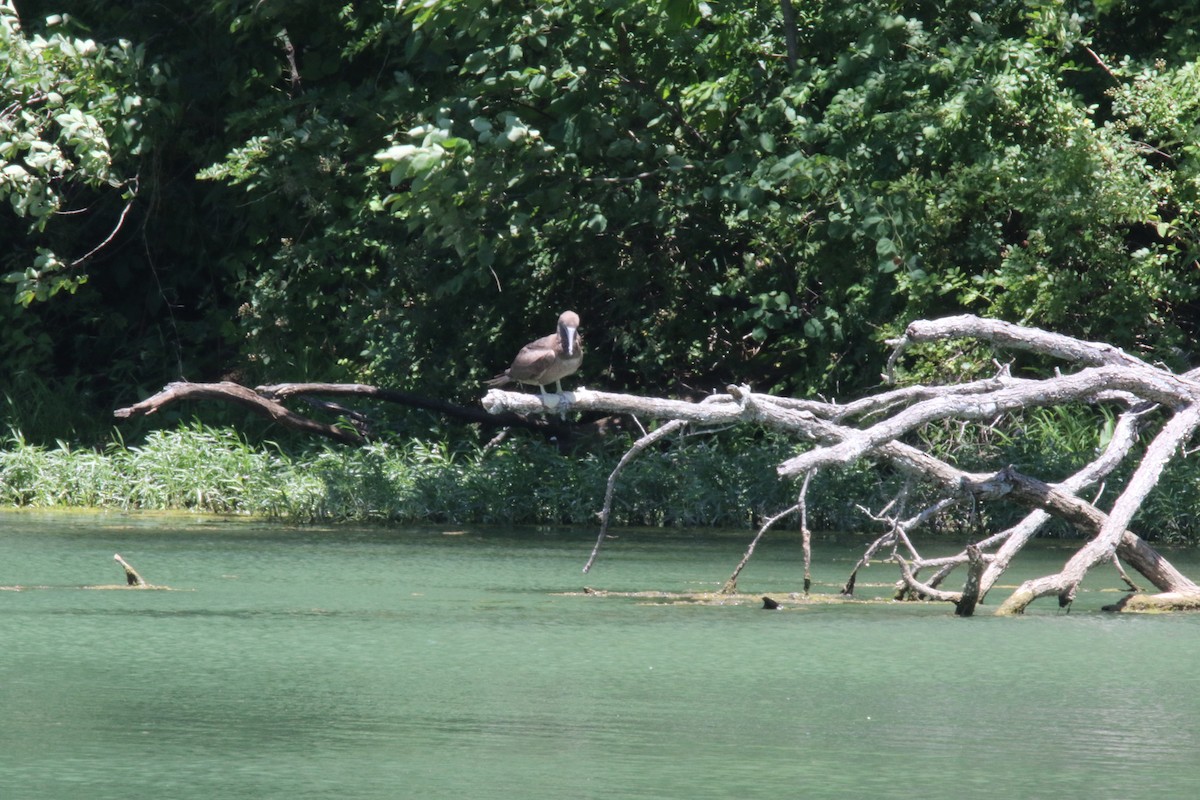 Brown Booby - ML620165930