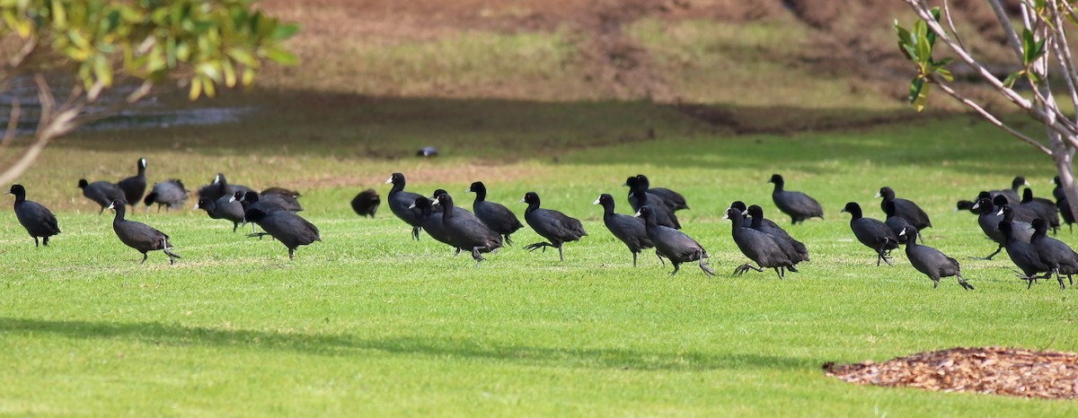 Eurasian Coot - ML620165933