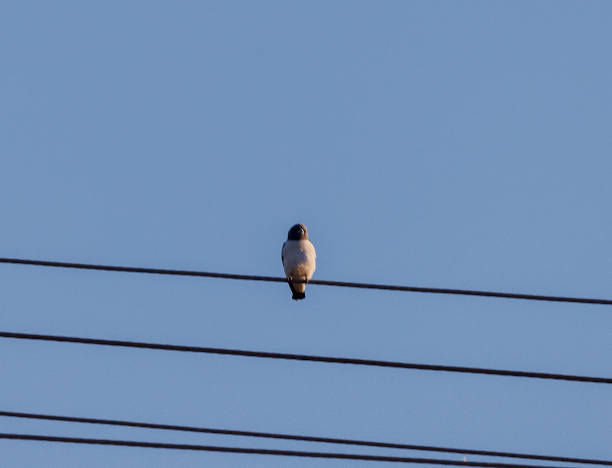 白胸燕鵙 - ML620165936