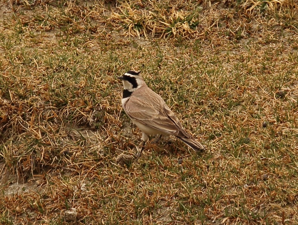 Horned Lark - ML620165937