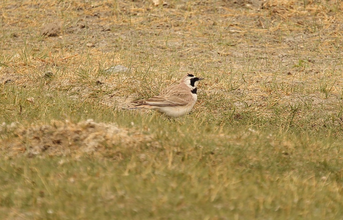 Horned Lark - ML620165940