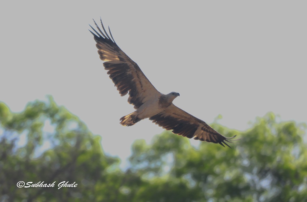 White-bellied Sea-Eagle - ML620165944