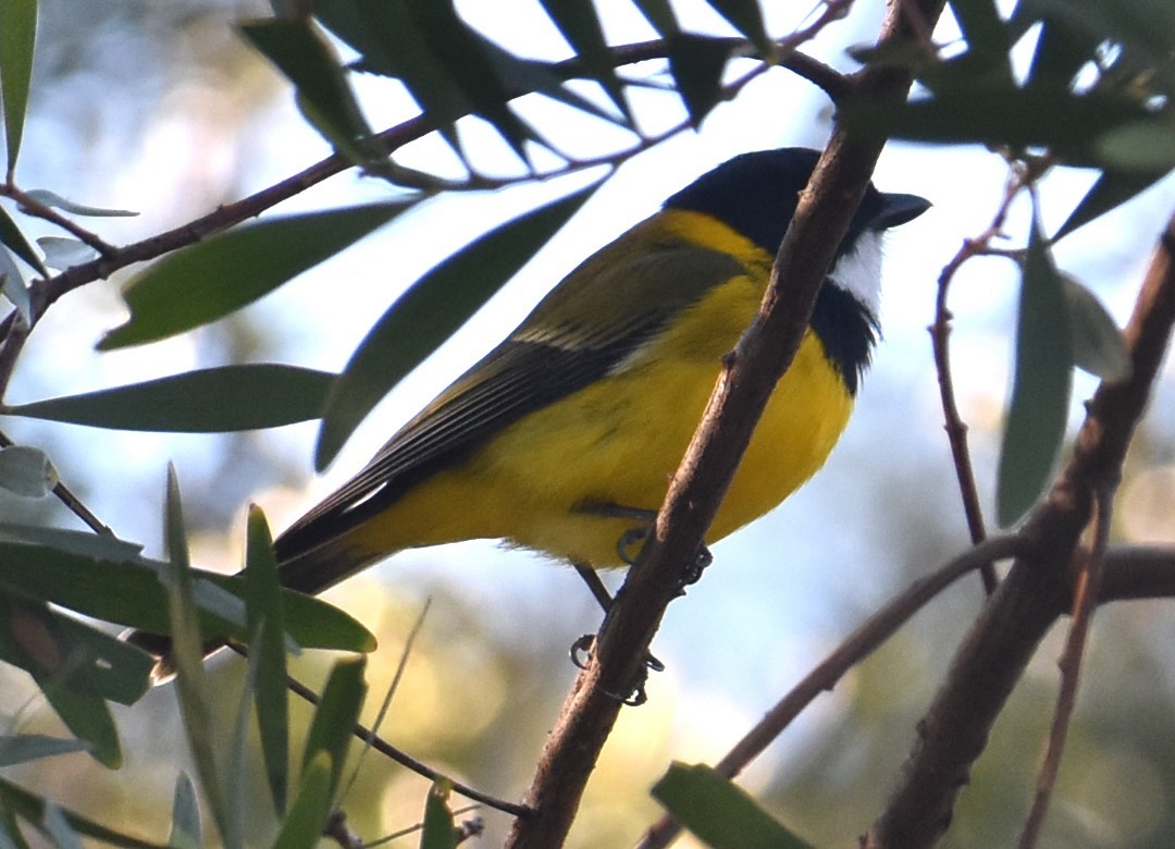 Golden Whistler - ML620165952