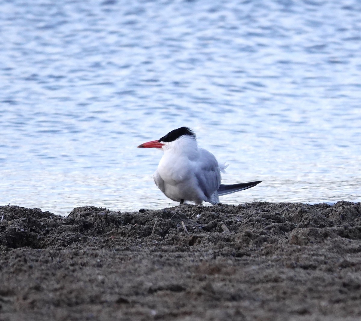 Caspian Tern - ML620165953