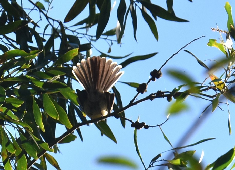 Gray Fantail - ML620165960