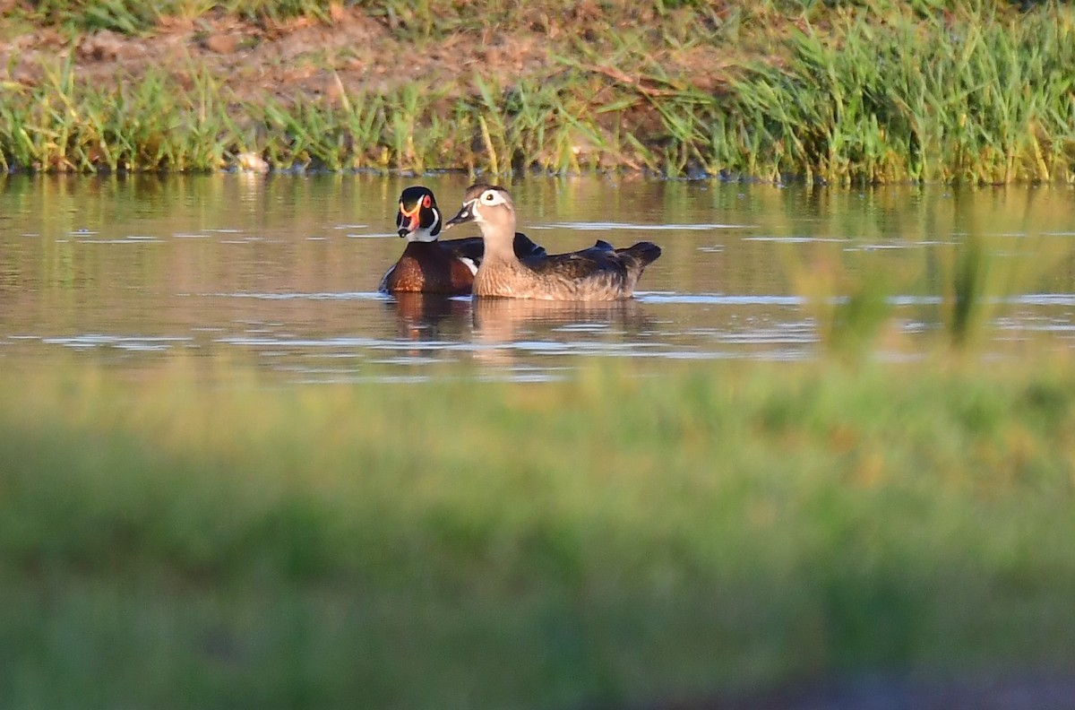 Wood Duck - ML620165962