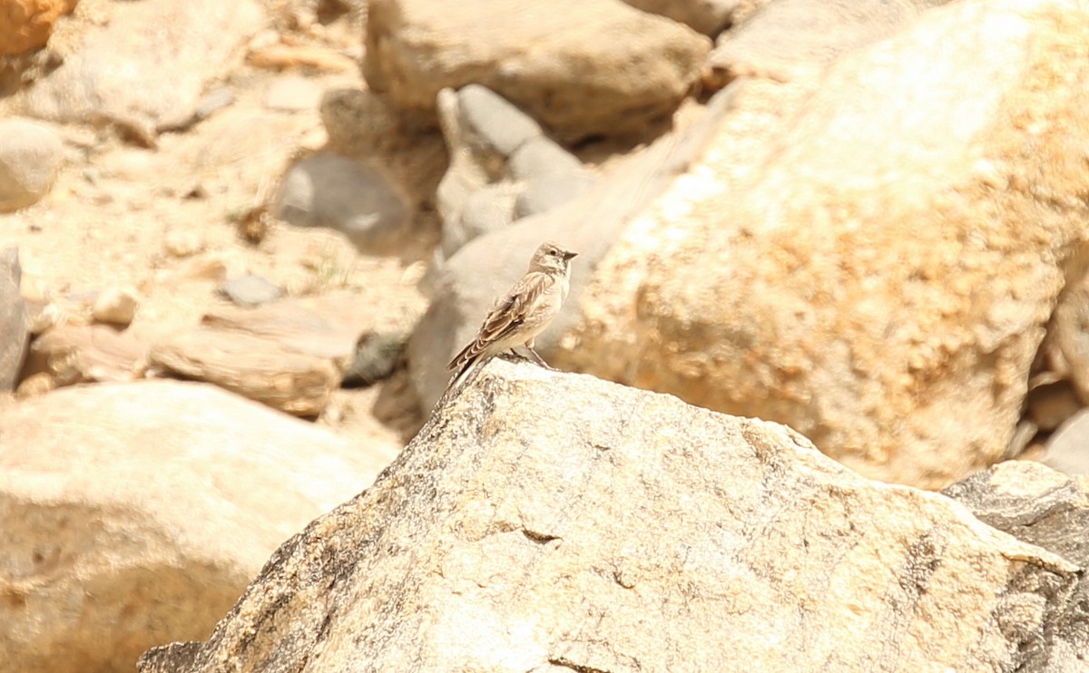 Black-winged Snowfinch - ML620165964