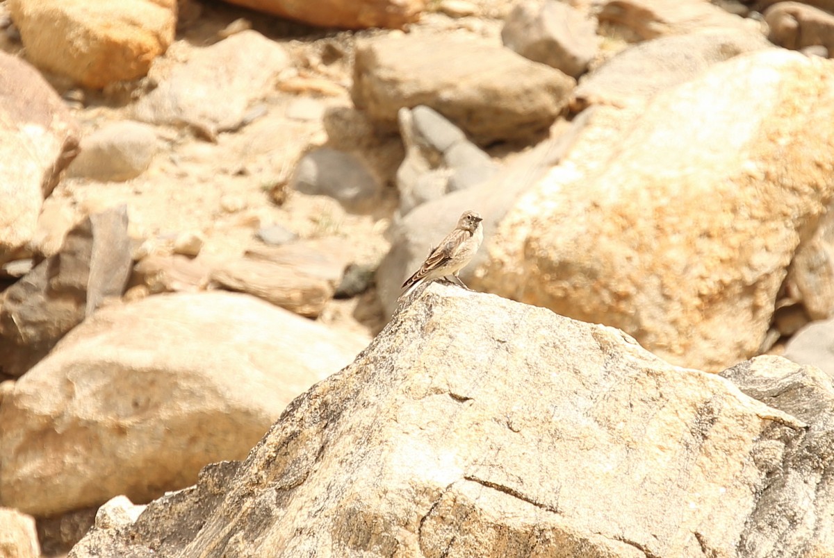 Black-winged Snowfinch - ML620165966