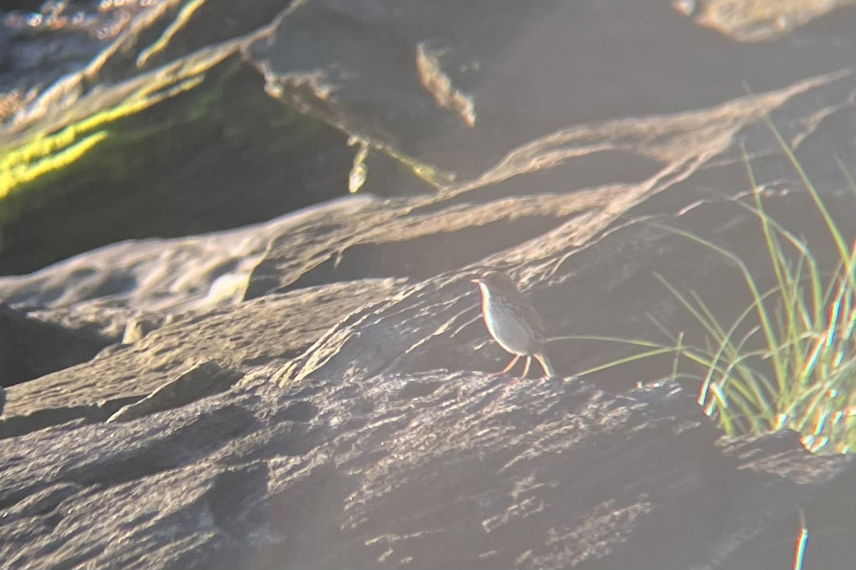 Saltmarsh Sparrow - ML620165972