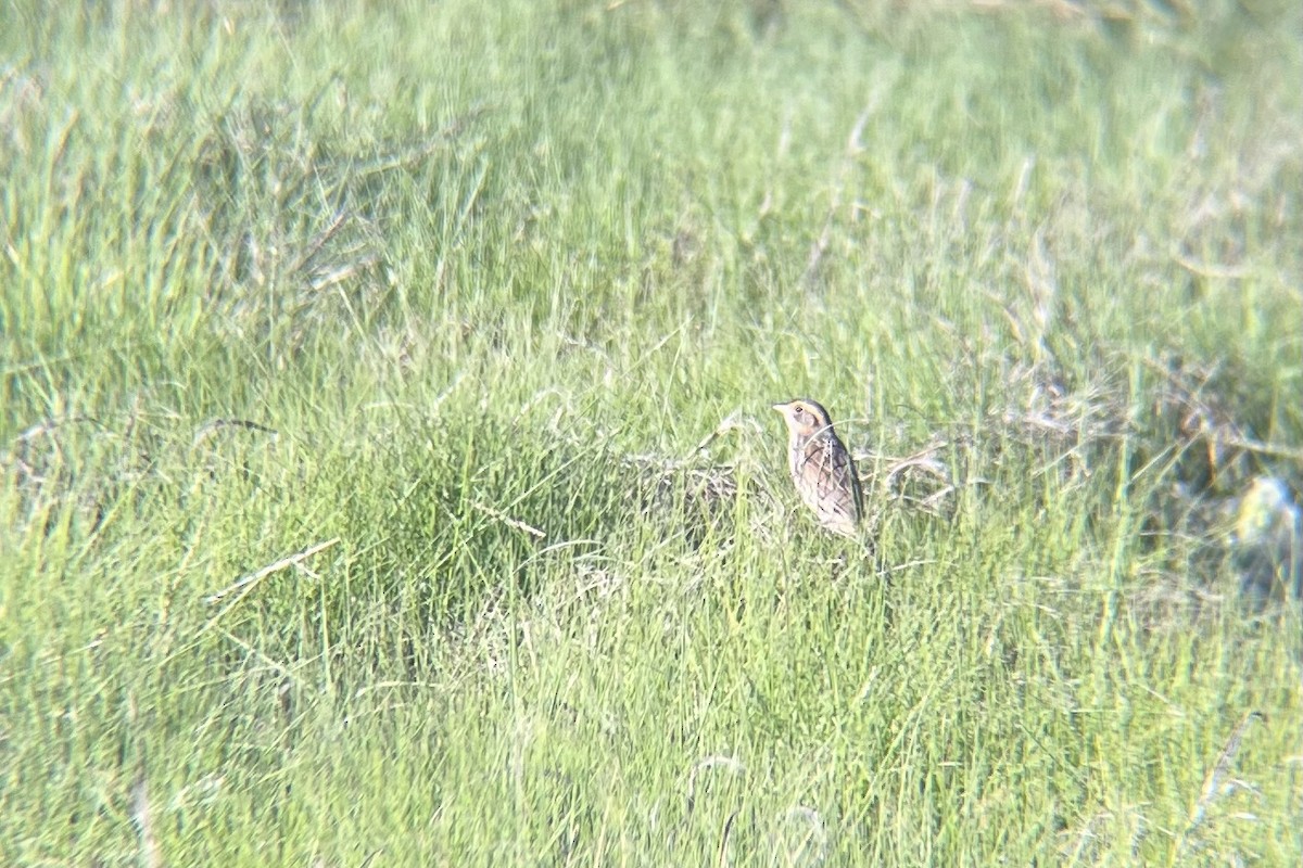 Saltmarsh Sparrow - ML620165973