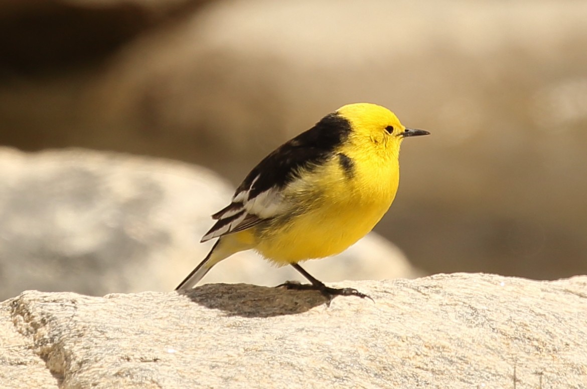 Citrine Wagtail - ML620165974