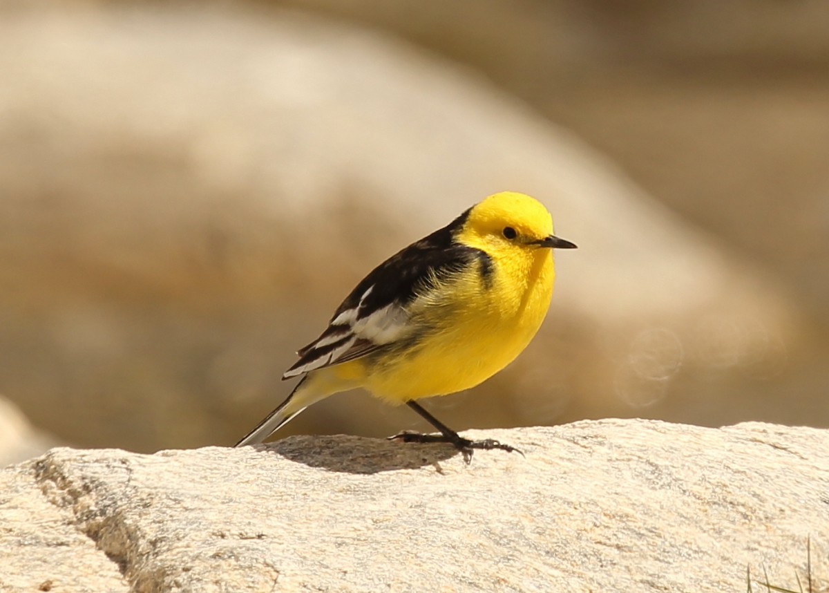 Citrine Wagtail - ML620165975