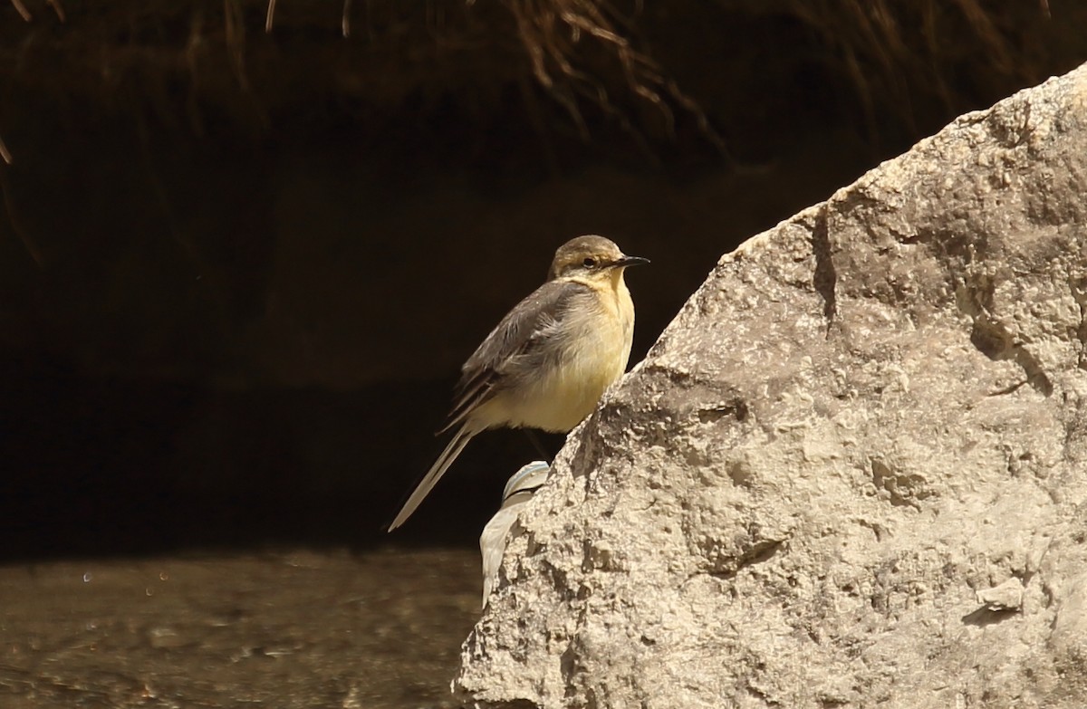 Citrine Wagtail - ML620165977