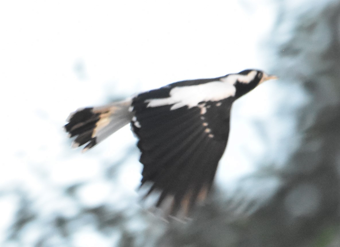 Magpie-lark - ML620165981