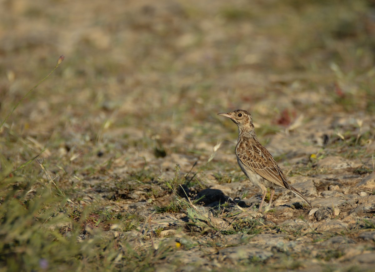 Dupont's Lark - ML620165983