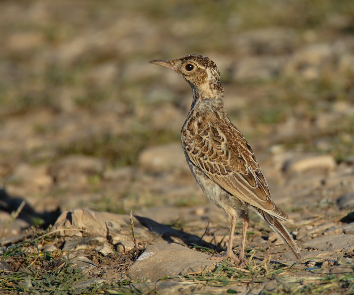 Dupont's Lark - ML620165984