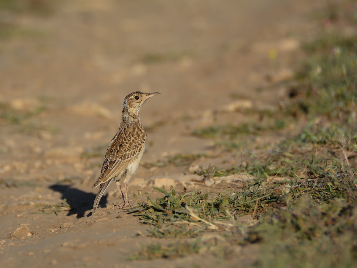 Dupont's Lark - ML620165985