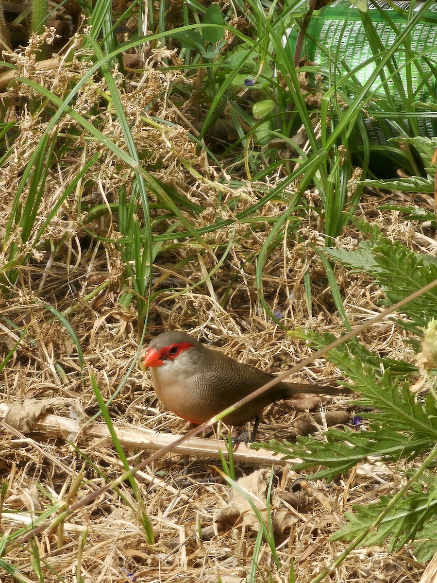 Common Waxbill - ML620165991