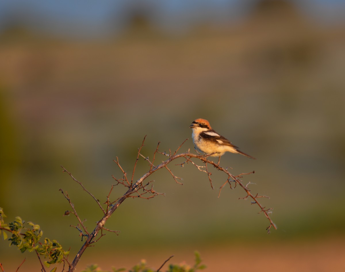 Woodchat Shrike - ML620165993