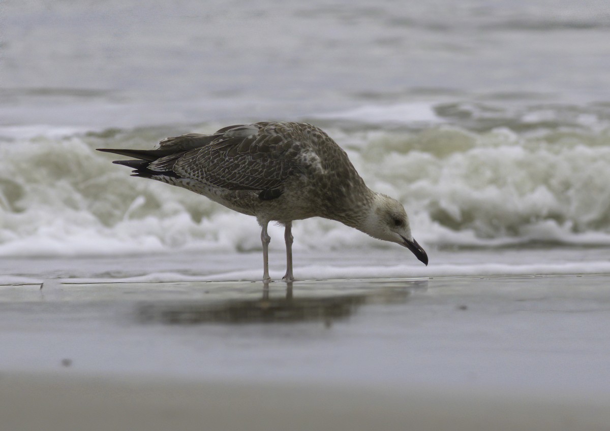 Caspian Gull - ML620165994