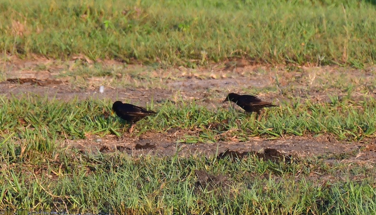 European Starling - ML620165995