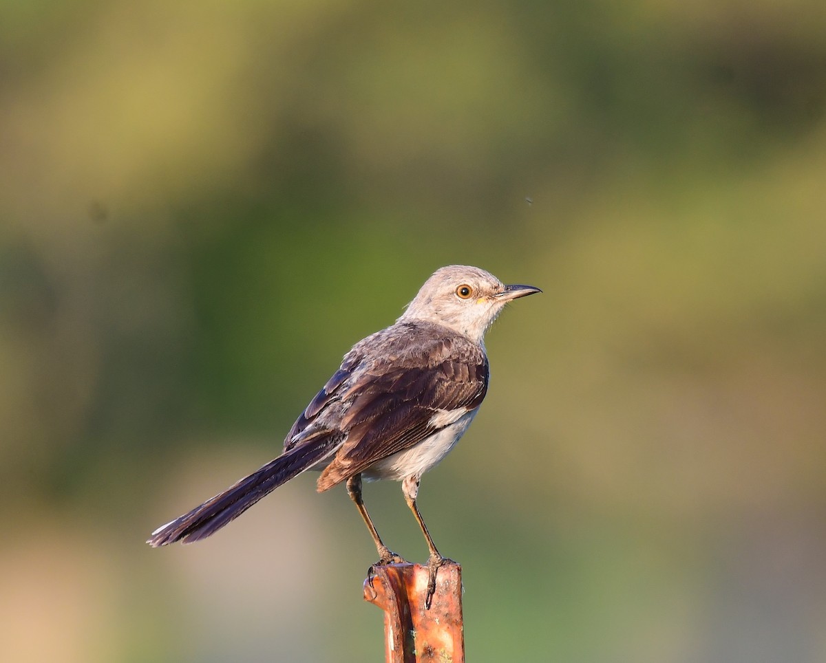 Northern Mockingbird - ML620165996