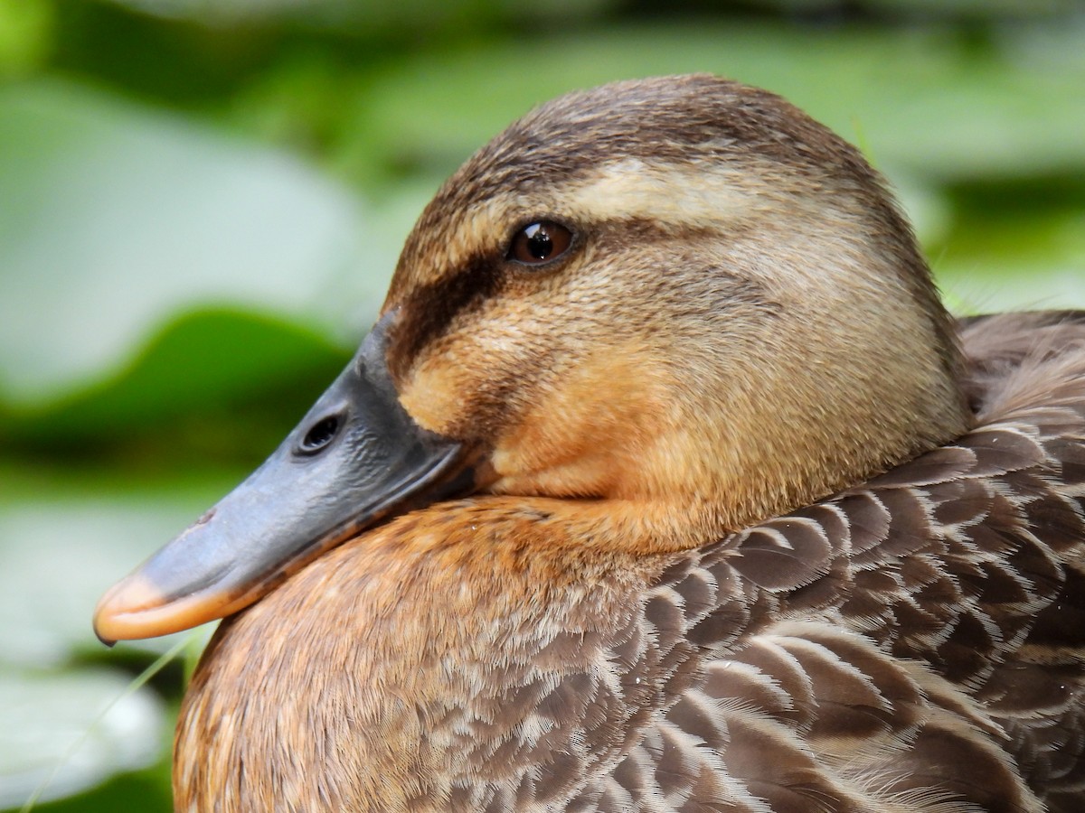 Mallard x Eastern Spot-billed Duck (hybrid) - ML620165997