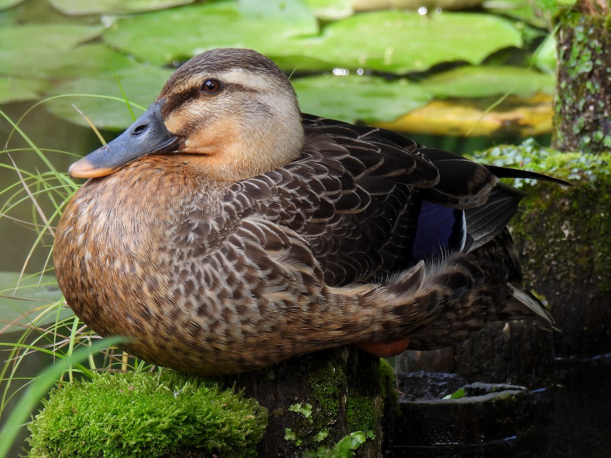 Mallard x Eastern Spot-billed Duck (hybrid) - ML620165999