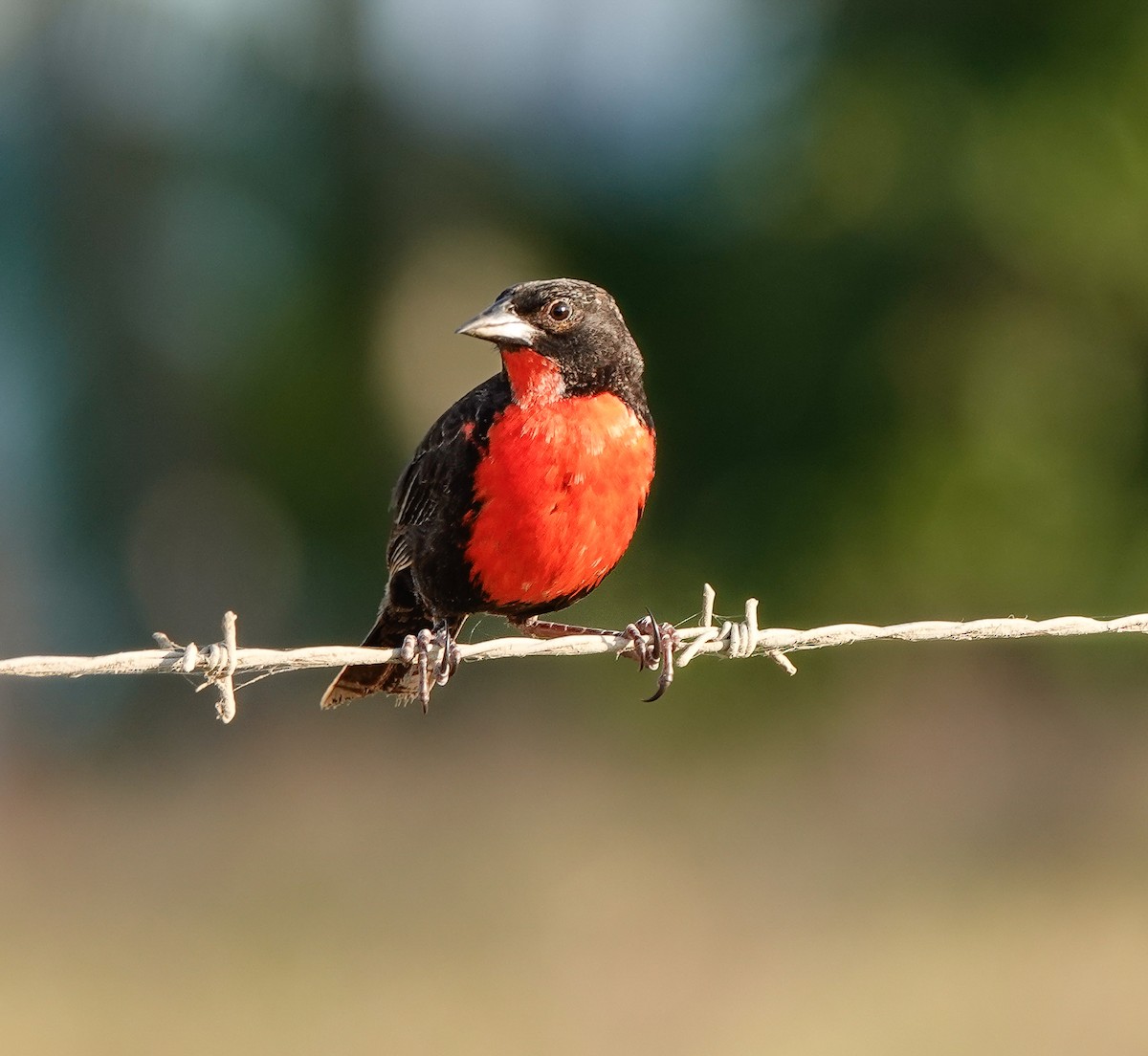 Red-breasted Meadowlark - ML620166009