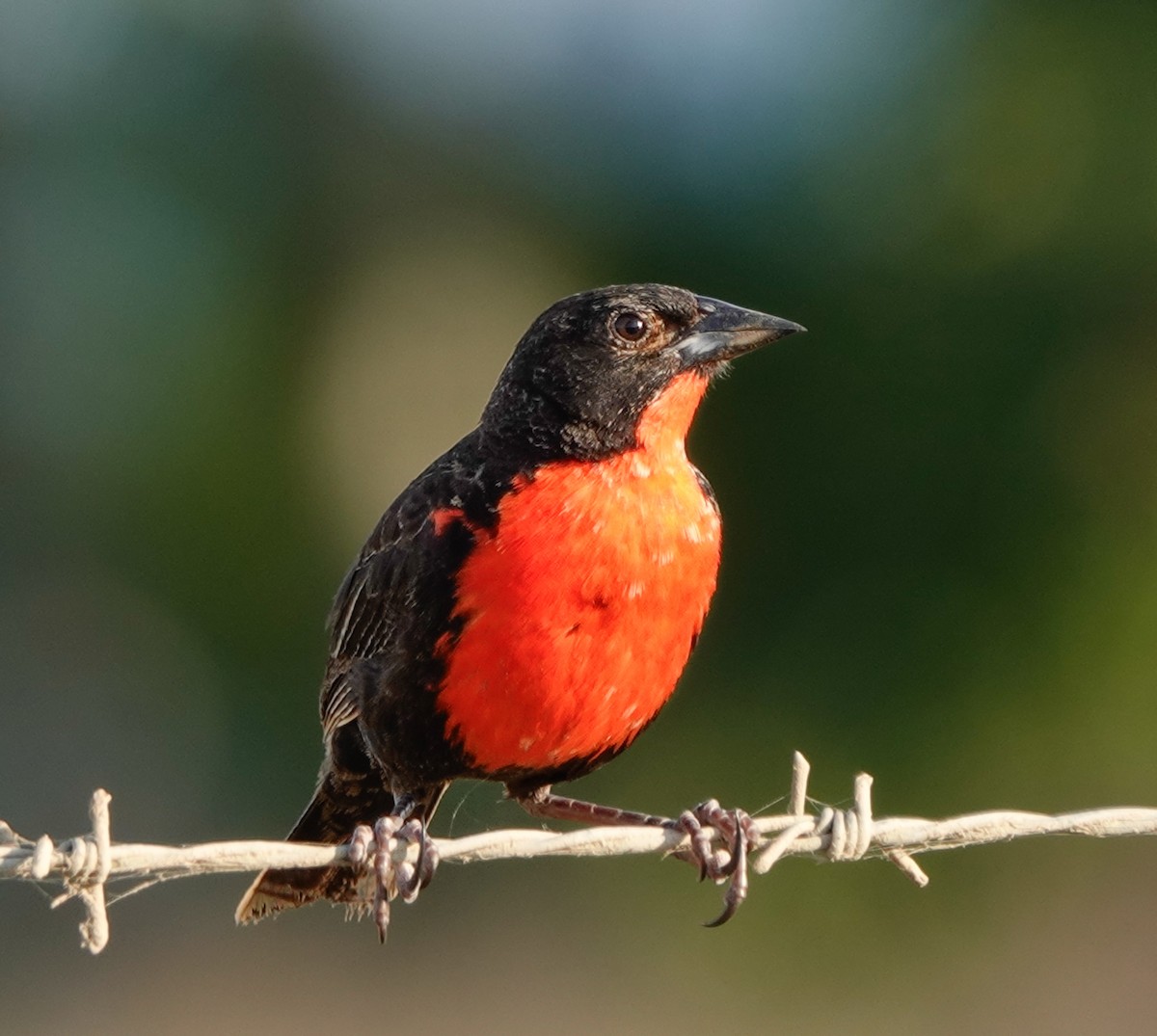 Red-breasted Meadowlark - ML620166012