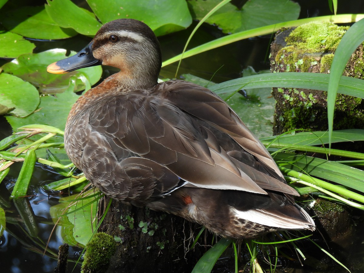 Canard de Chine - ML620166014