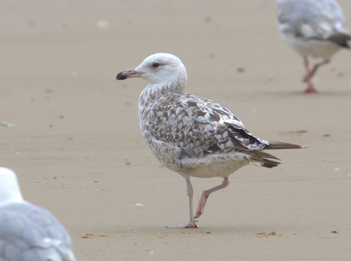 Gaviota del Caspio - ML620166020