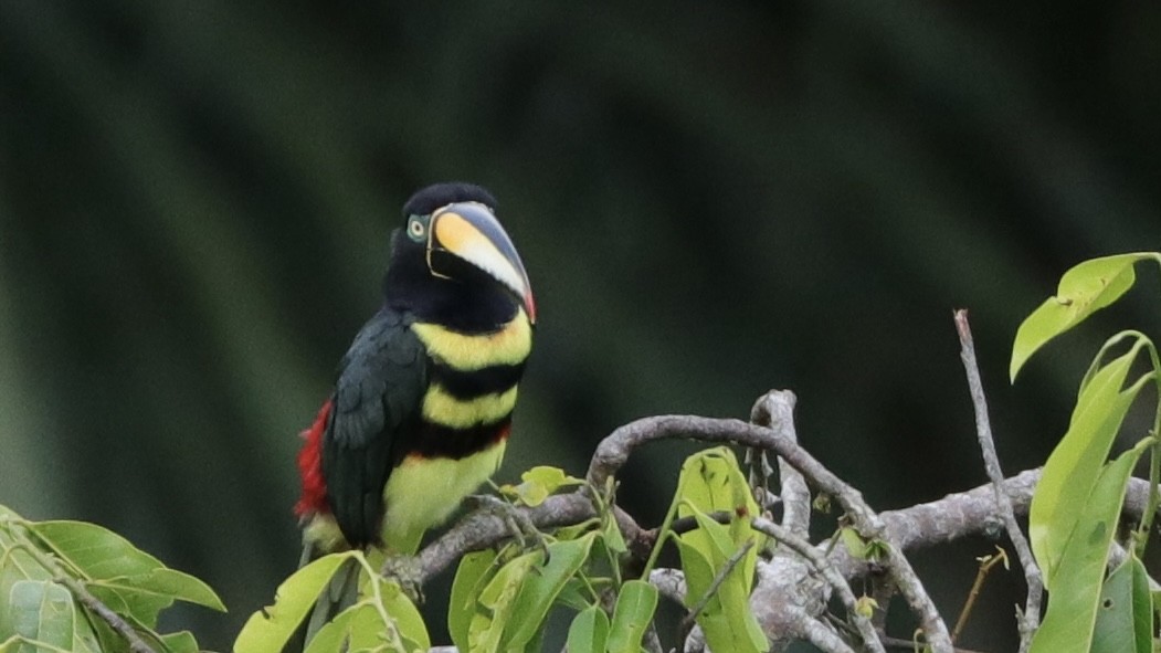 Many-banded Aracari - ML620166021