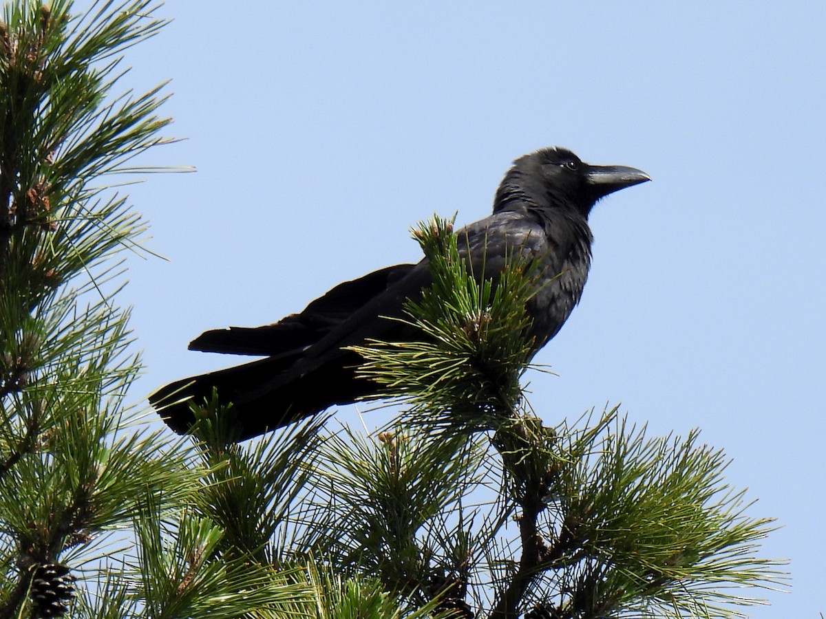 Large-billed Crow - ML620166023