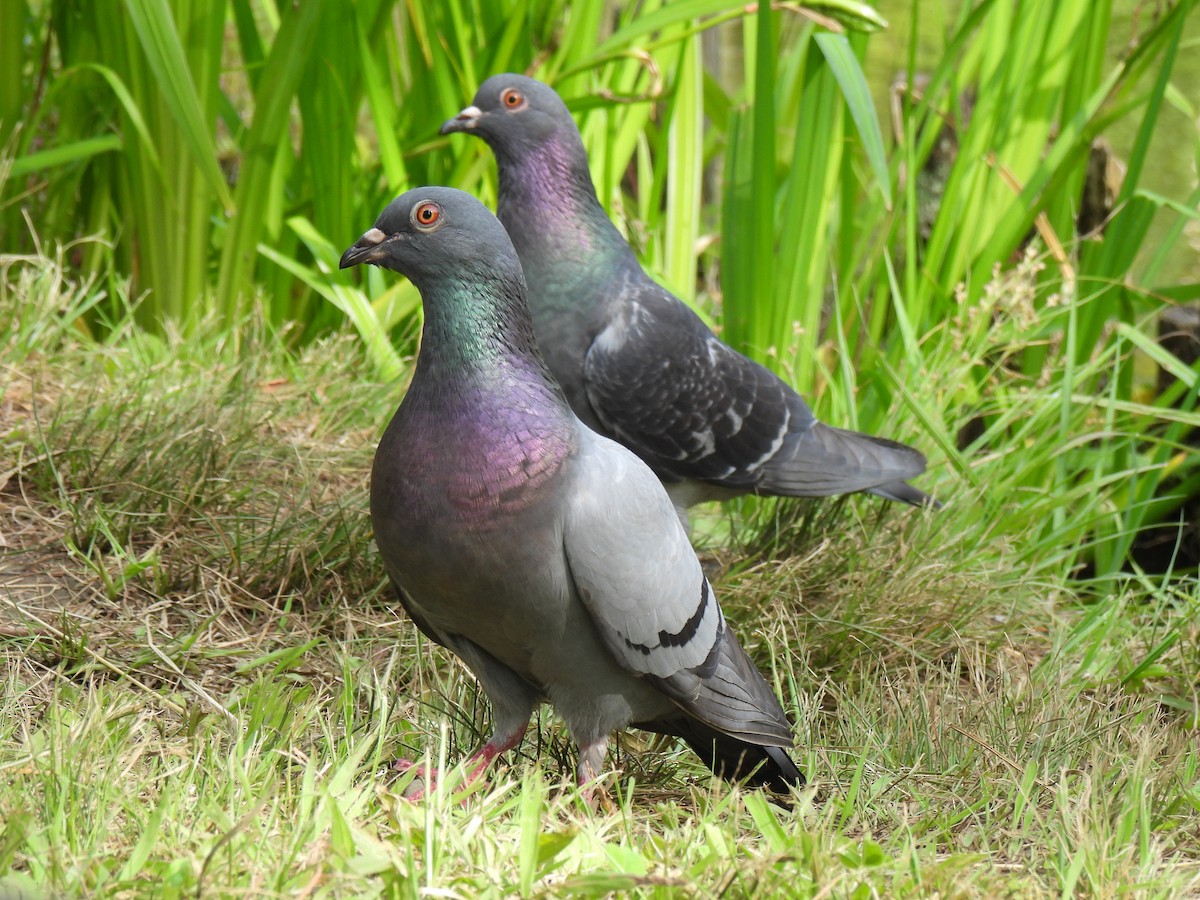 Rock Pigeon (Feral Pigeon) - ML620166024