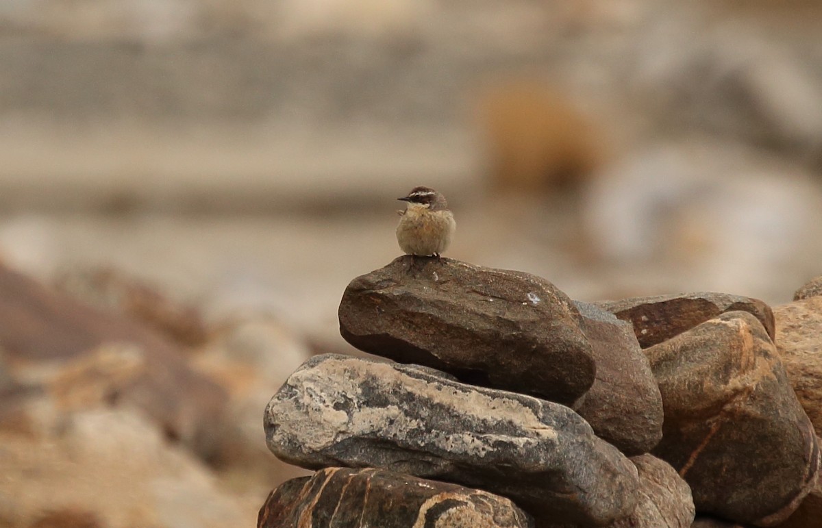 Brown Accentor - ML620166028